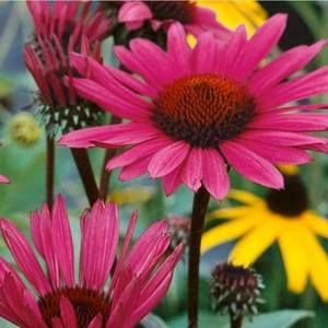 Meet your Posher, Gaétane